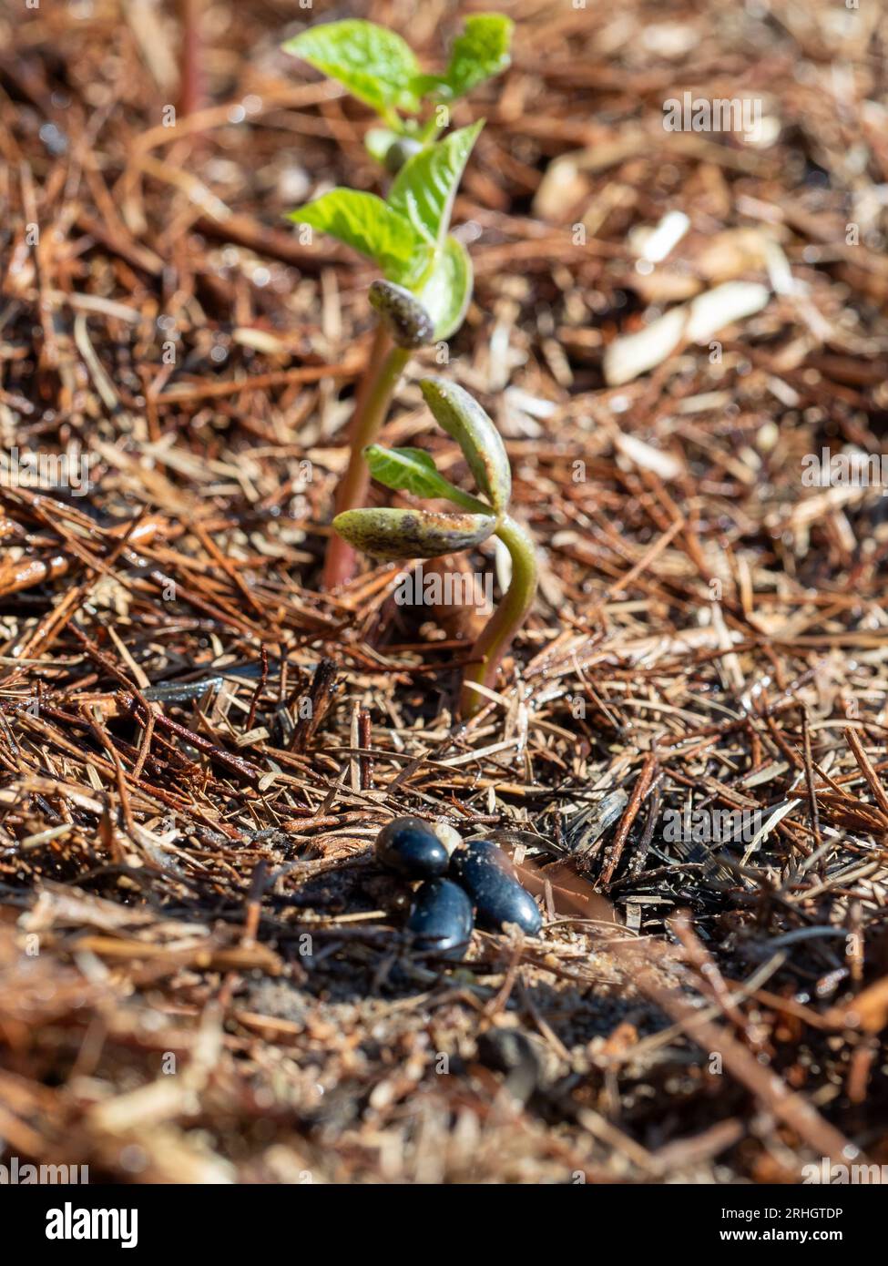 Butter bean plants from seed to seedling, different growth phases and