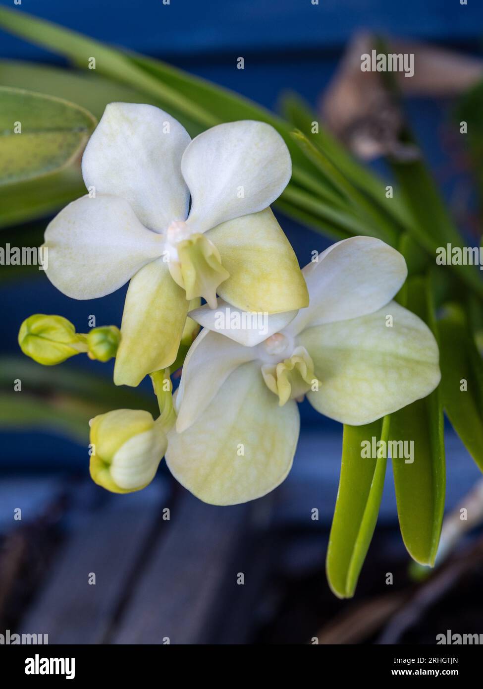 Vanda Orchid flowers and buds ‘Princess Mikaela White’ , lemon yellow on bottom petals, green Strapy leaves Stock Photo