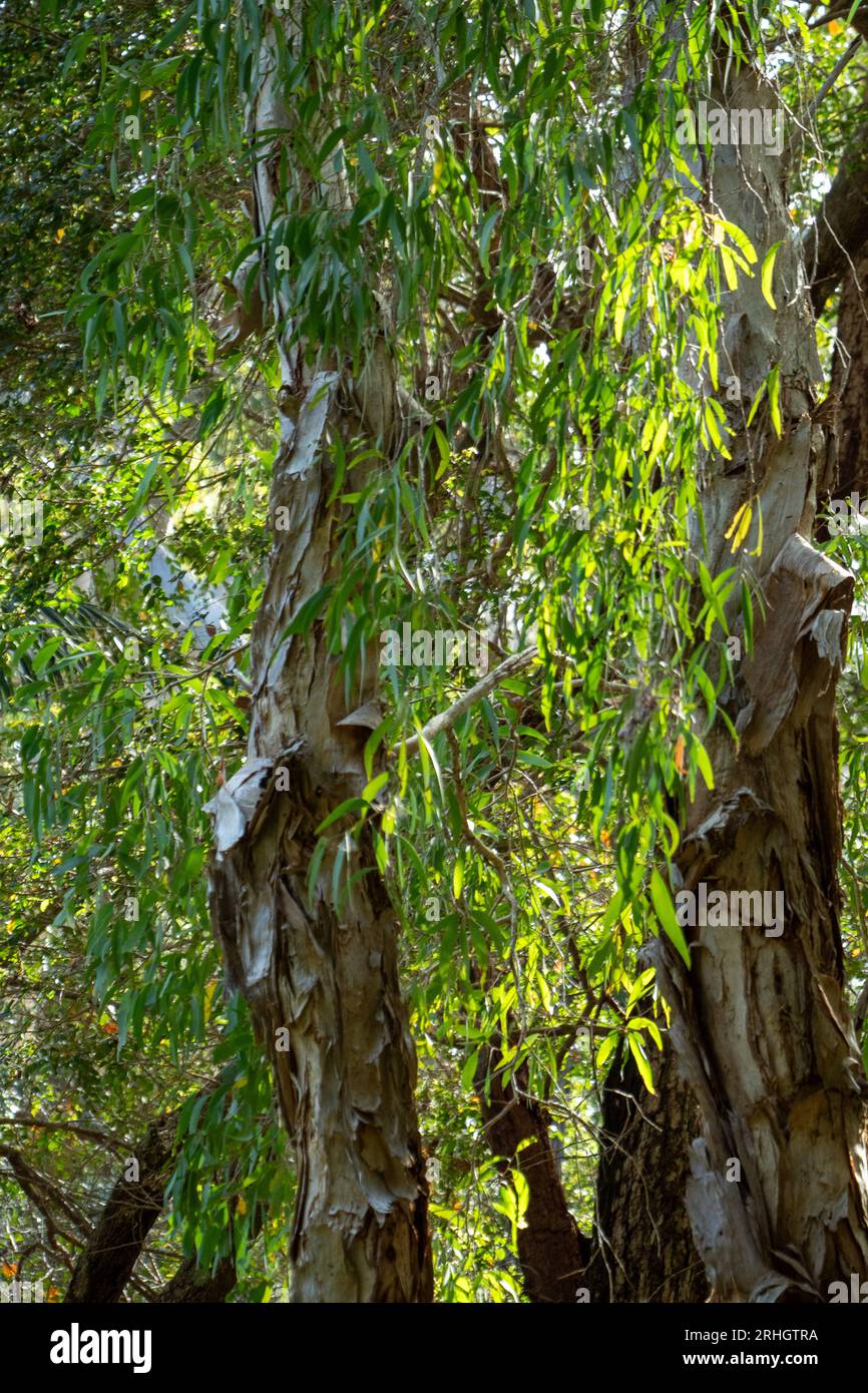 Green sunlit leaves of a Paperbark Trees, illuminated by the sunlight, bark peeling from the trunks and branches Stock Photo