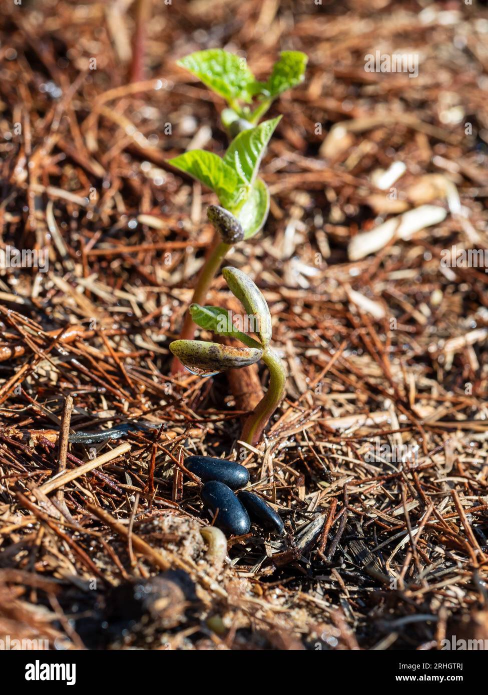 Butter Bean seeds, and seedlings in early stages of growth, one just