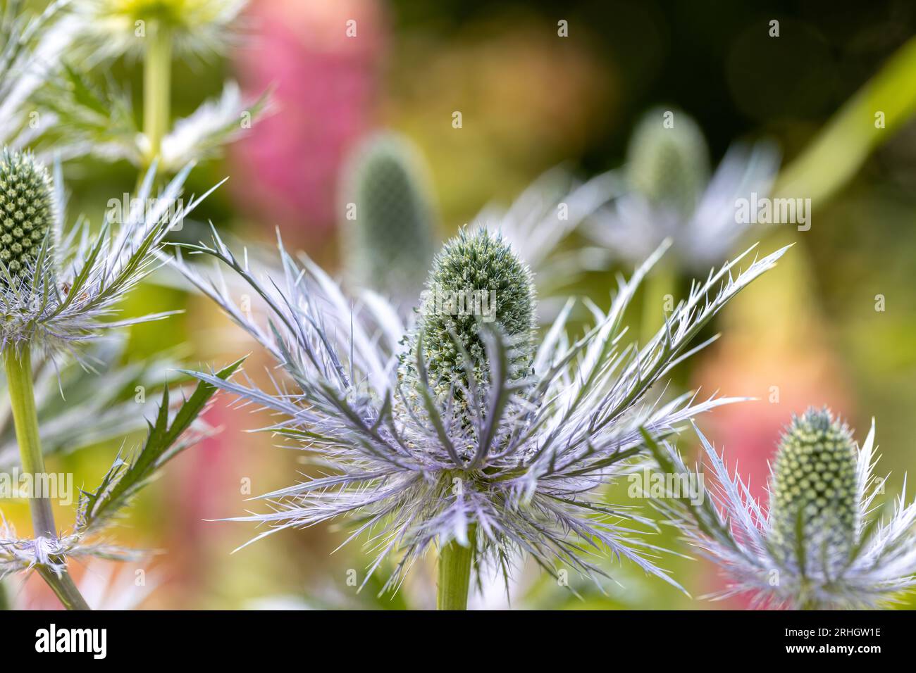 Eryngium alpinum 'Blue Star' also known as Blue Sea Holly Stock Photo Alamy