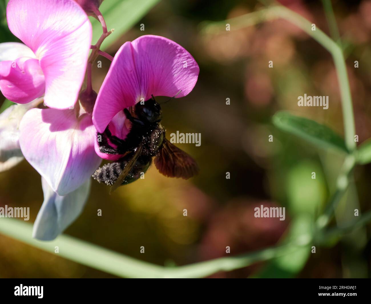 Xylocopa carpenter bee on pink orchid flower. Black solitary bee pollinating flowers. Stock Photo