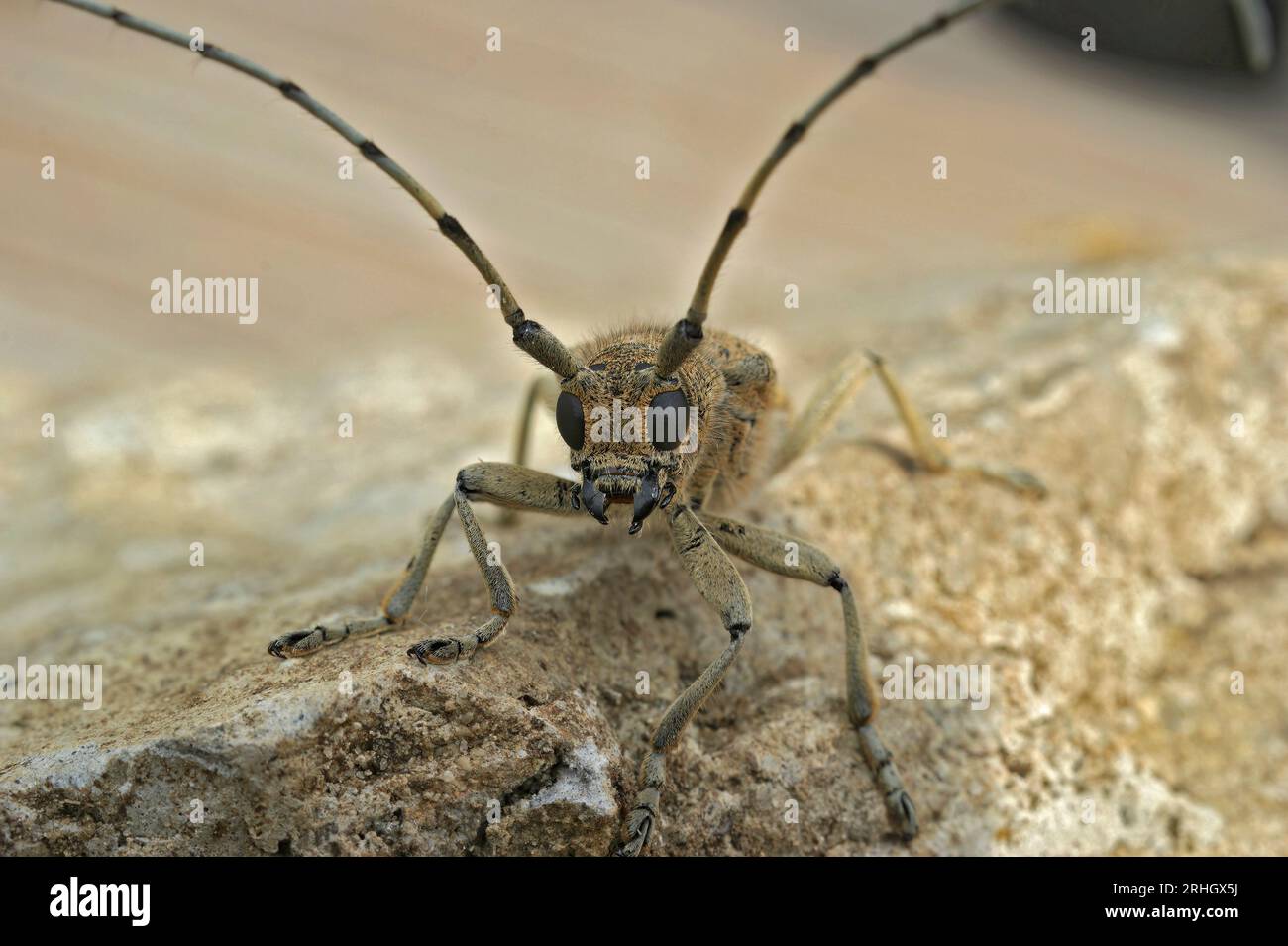 Detailed frontal closeup on the large European poplar borer longhorn beetle, Saperda carcharias sitting on wood Stock Photo