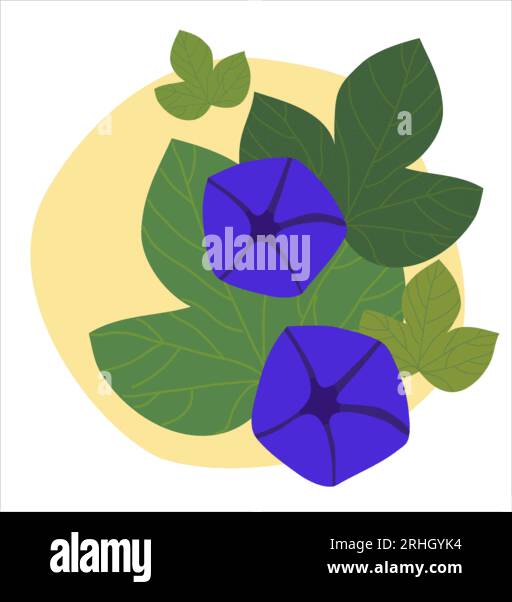 Lively composition of bindweed flowers and leaves on yellow background Stock Vector