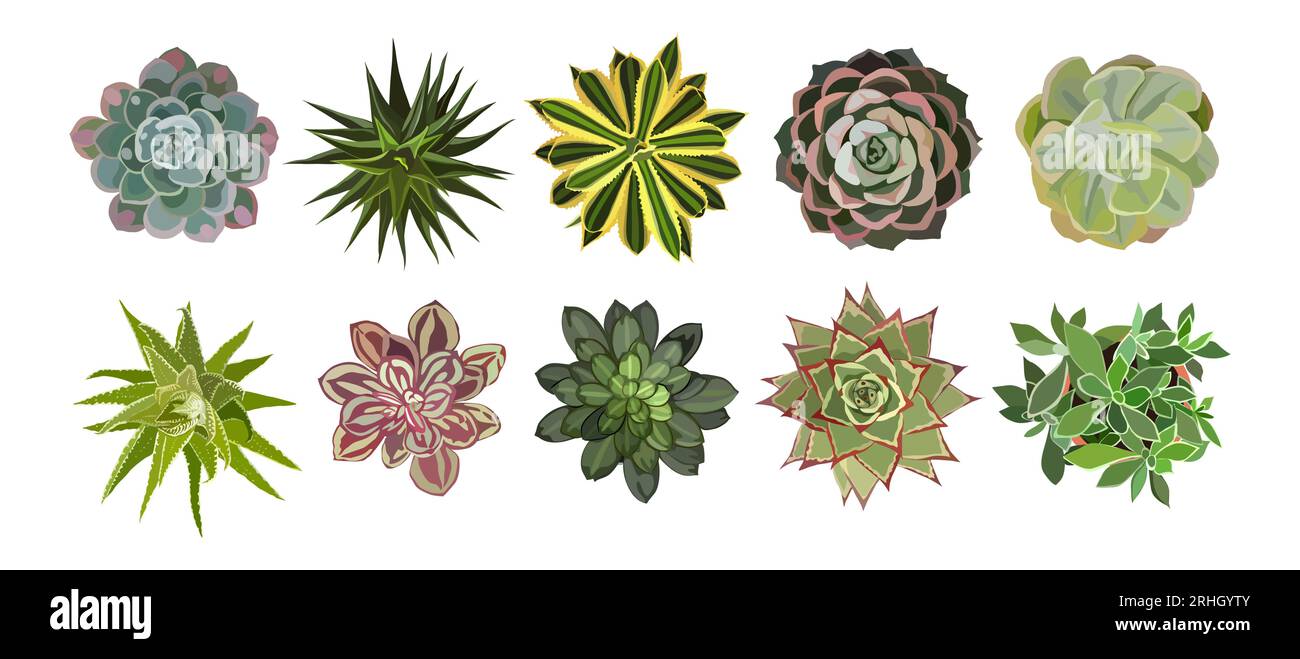 Bundle of different succulent plants top view.  Stock Vector