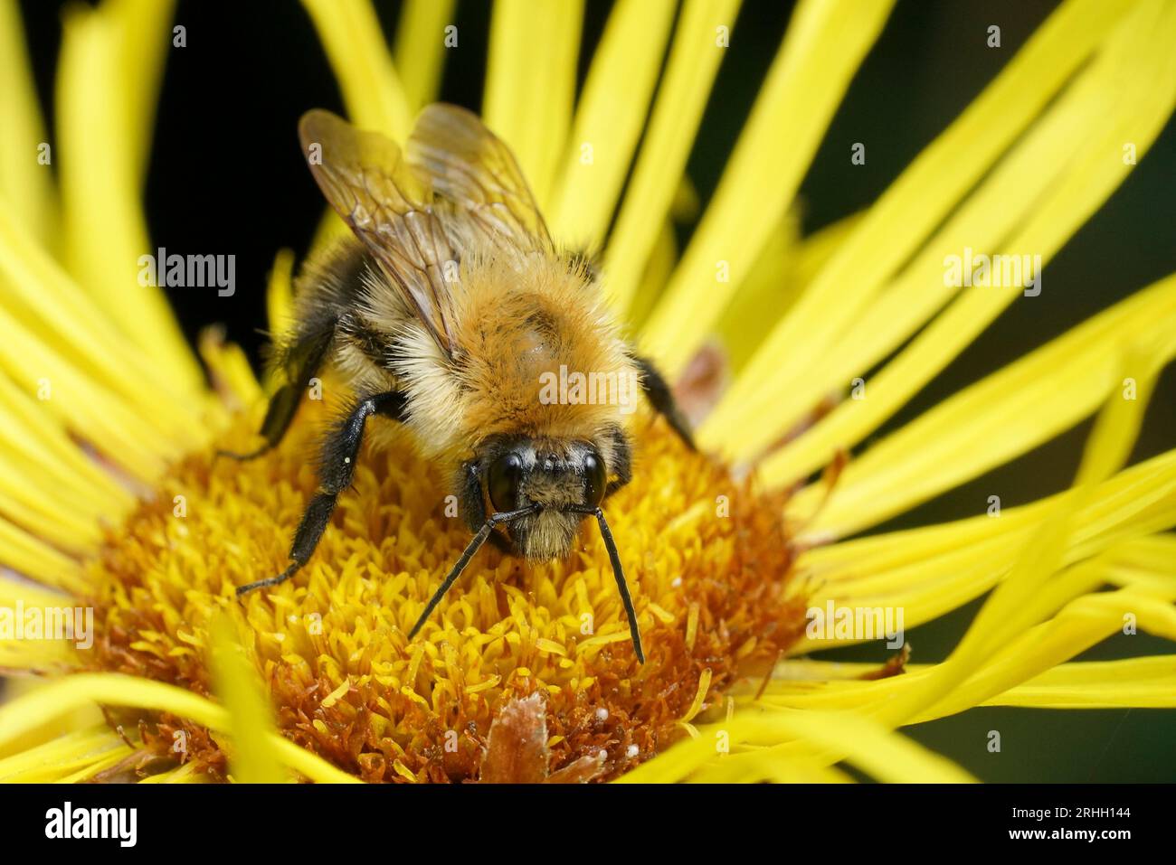 Natural closeup on a fluffy orange Brown banded carder bee , Bombus pascuorum, sitting on a yellow Inula flower Stock Photo