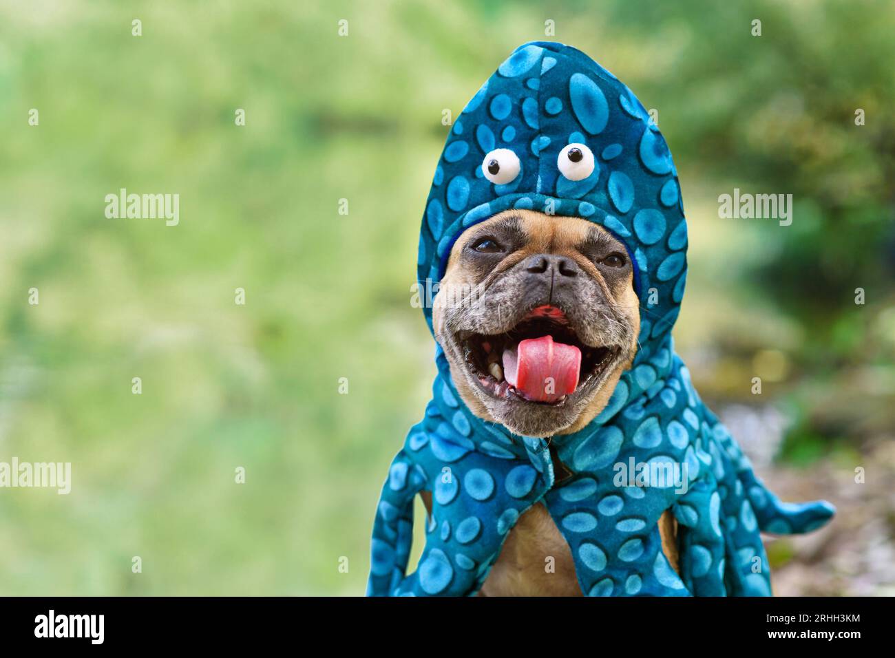 Funny French Bulldog dog wearing octopus Halloween costume Stock Photo