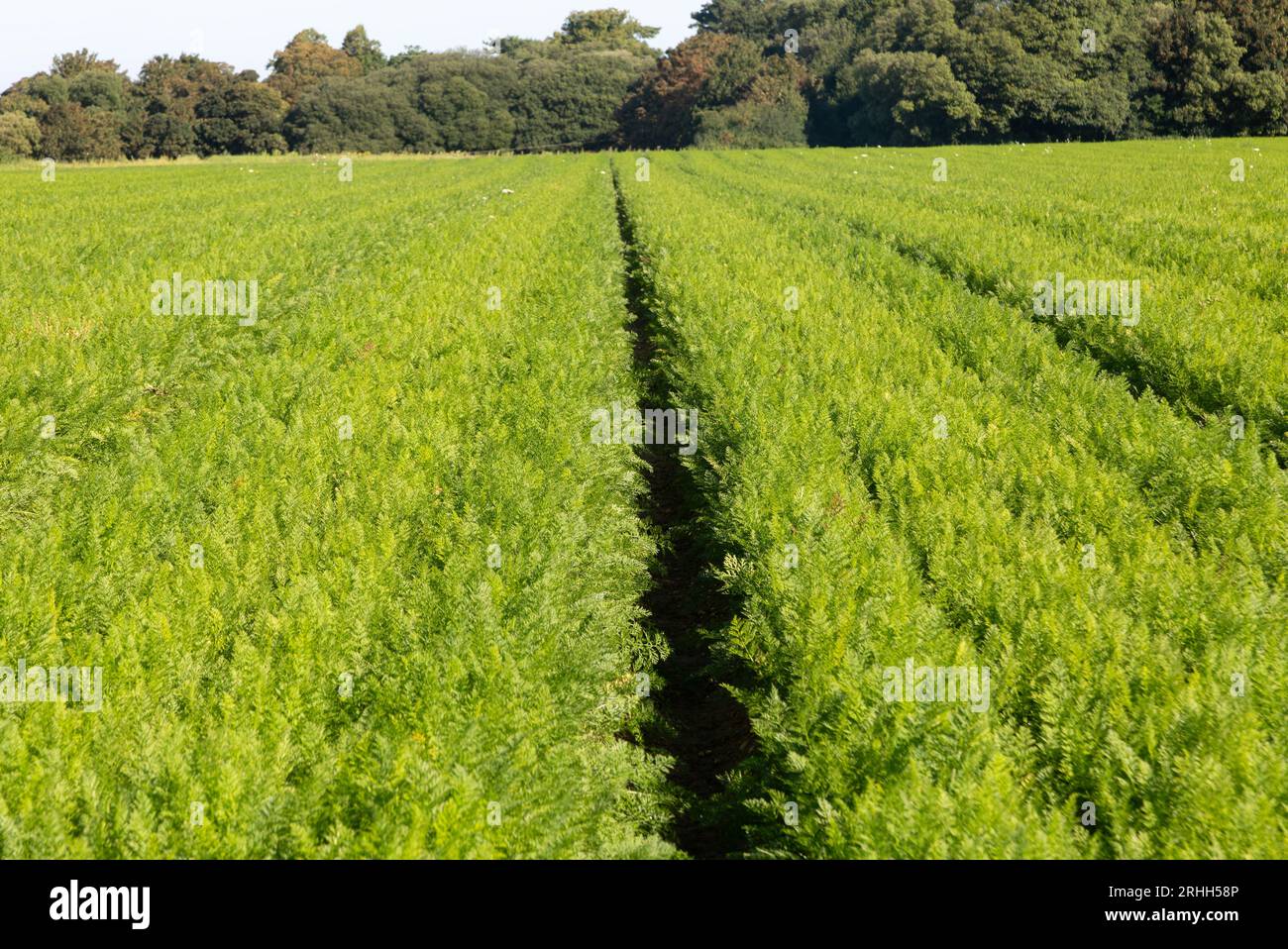 Field of carrots growing in field Shottisham, Suffolk, England, UK Stock Photo