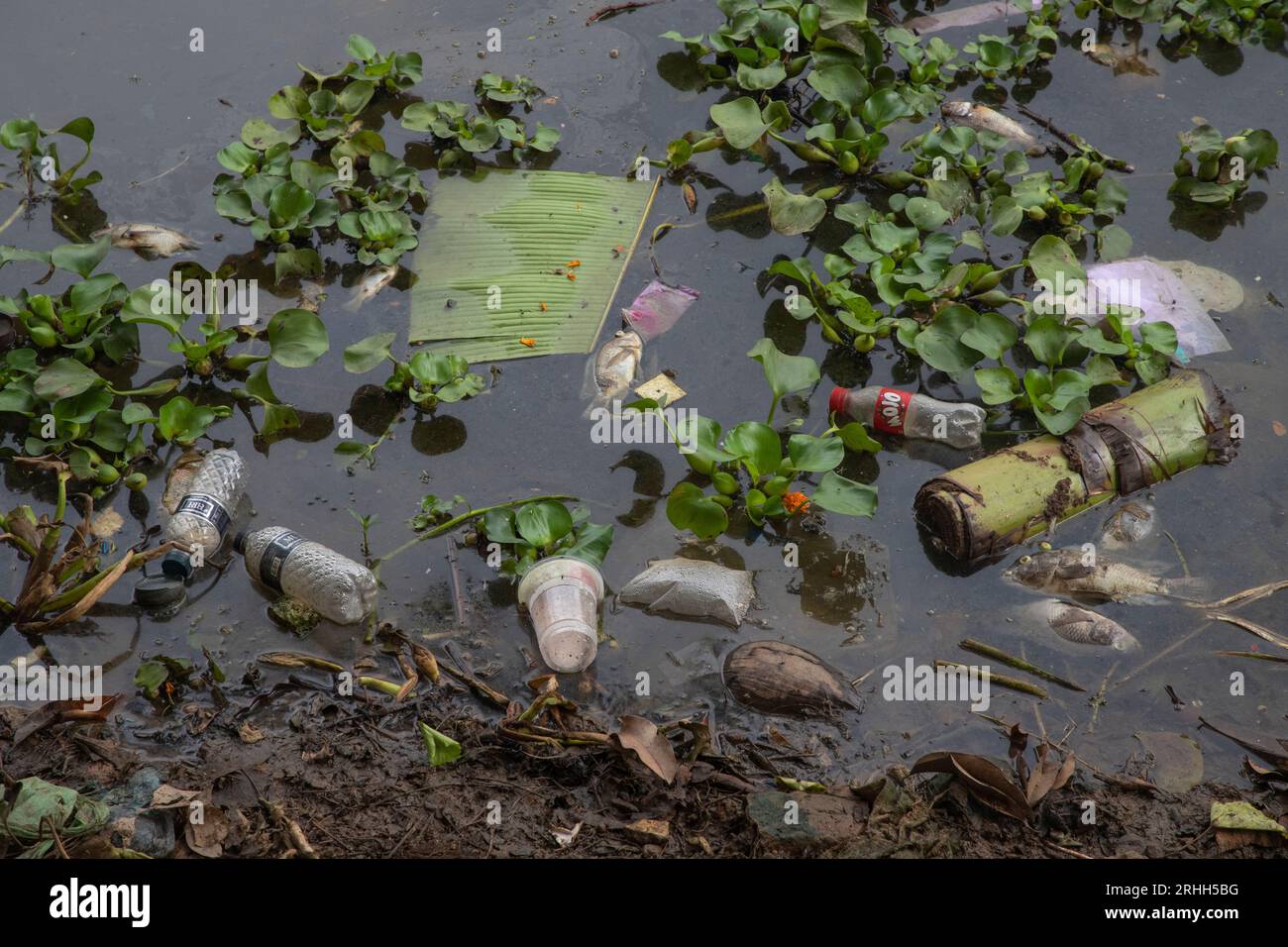 Dead fish floating in a pond which has been polluted with plastic waste and chemicals in old Dhaka, Bangladesh Stock Photo