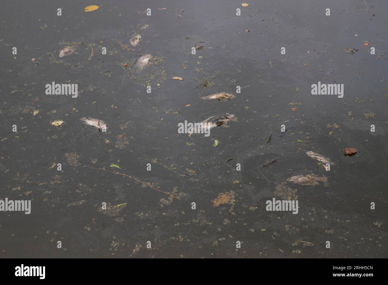 Dead fish floating in a pond which has been polluted with plastic waste and chemicals in old Dhaka, Bangladesh Stock Photo