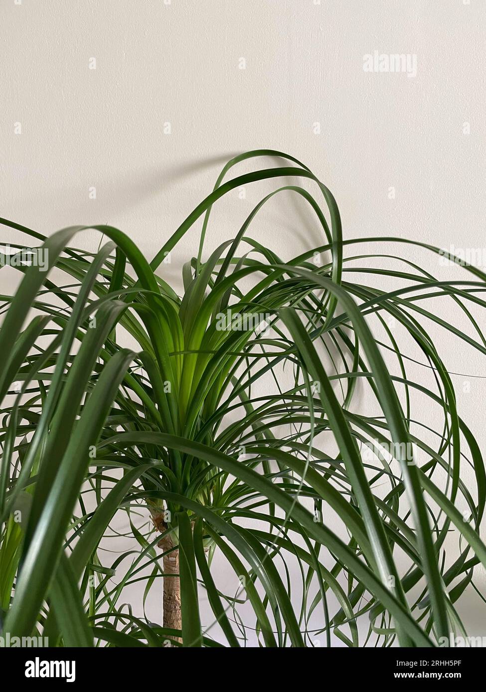 Beaucarnea recurvata or Nolina recurvata plant close up. Ponytail Palm. Houseplant, green background, biophilia concept Stock Photo