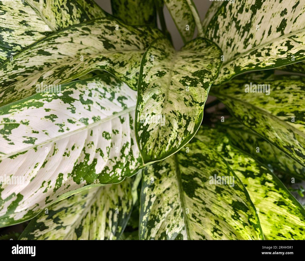 where can i buy a aloe vera plant Cactus Aloe Vera Plant main image 1