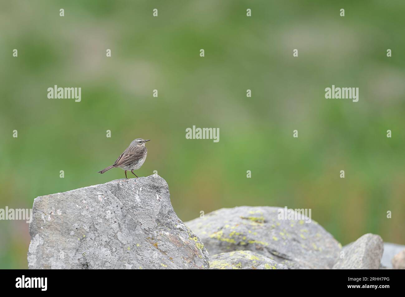 Young water pipit on the rock (Anthus spinoletta) Stock Photo