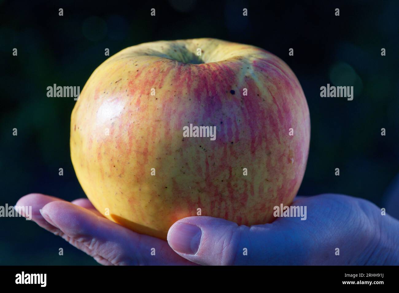 A Monty's Surprise apple is sitting in the palm of a hand Stock Photo -  Alamy