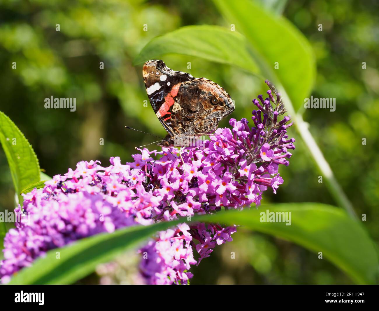 Red Admiral (Vanessa atalanta) butterfly  on a buddleia flower Stock Photo