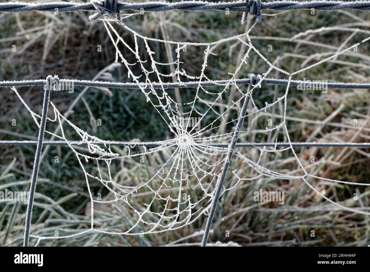 A heavy frost has covered a spider's web in frost along with the wire it is hanging from Stock Photo