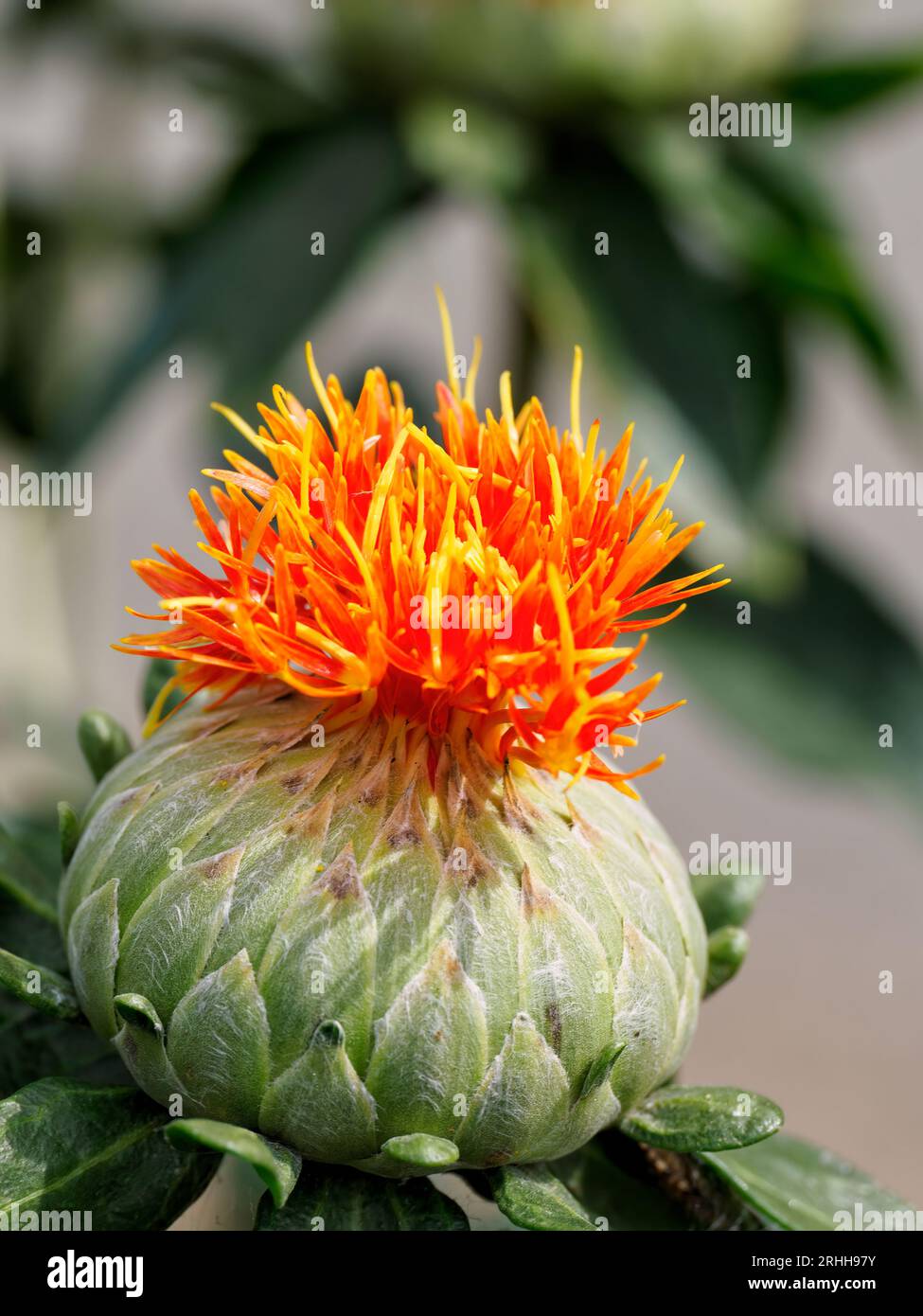 Safflower - Carthamus tinctorius - aka false saffron growing in verge ...