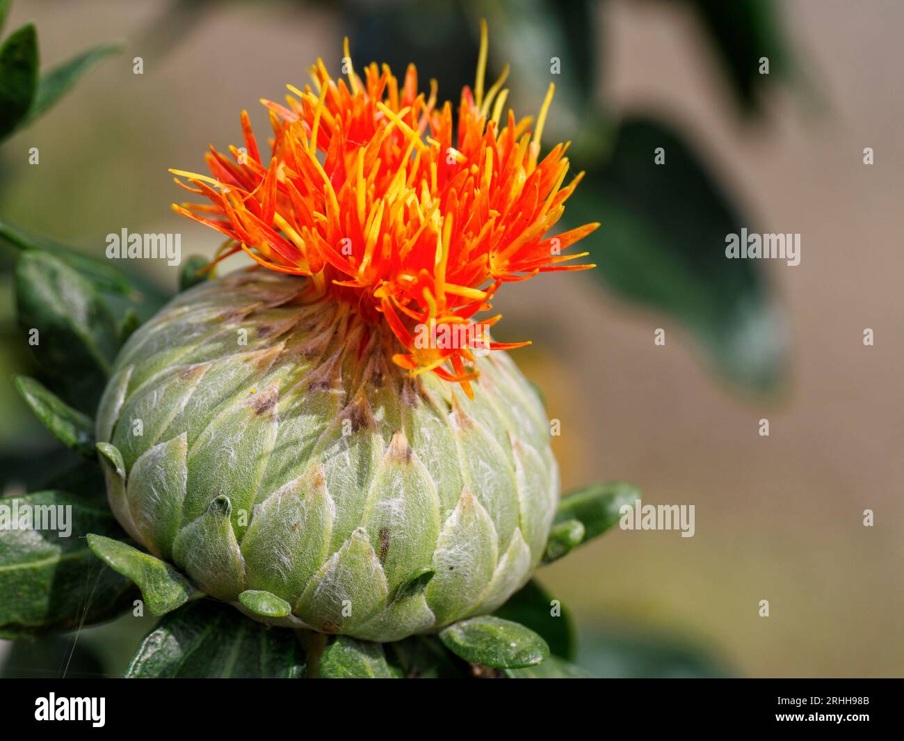 Safflower - Carthamus tinctorius - aka false saffron growing in verge ...