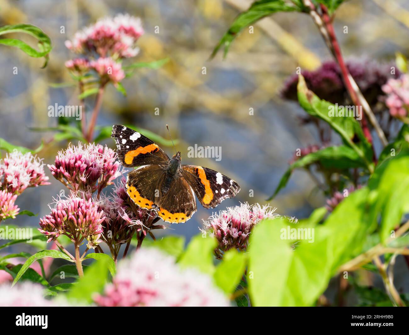 Purple admiral butterfly hi-res stock photography and images - Alamy