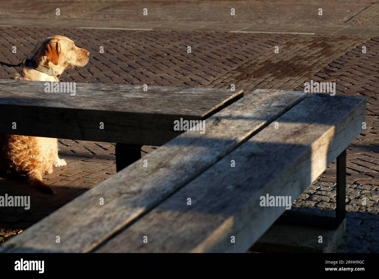 Ein Hund wartet mit seinem Besitzer an einer Parkbank auf der Ooststraat  in Domburg / Niederlande  am 07.02.2023  Foto: Norbert Schmidt, Duesseldorf Stock Photo