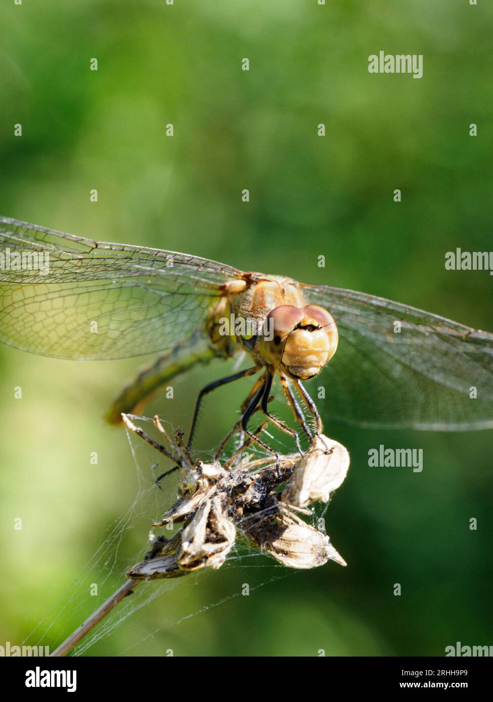 Common darter - Sympetrum striolatum Stock Photo