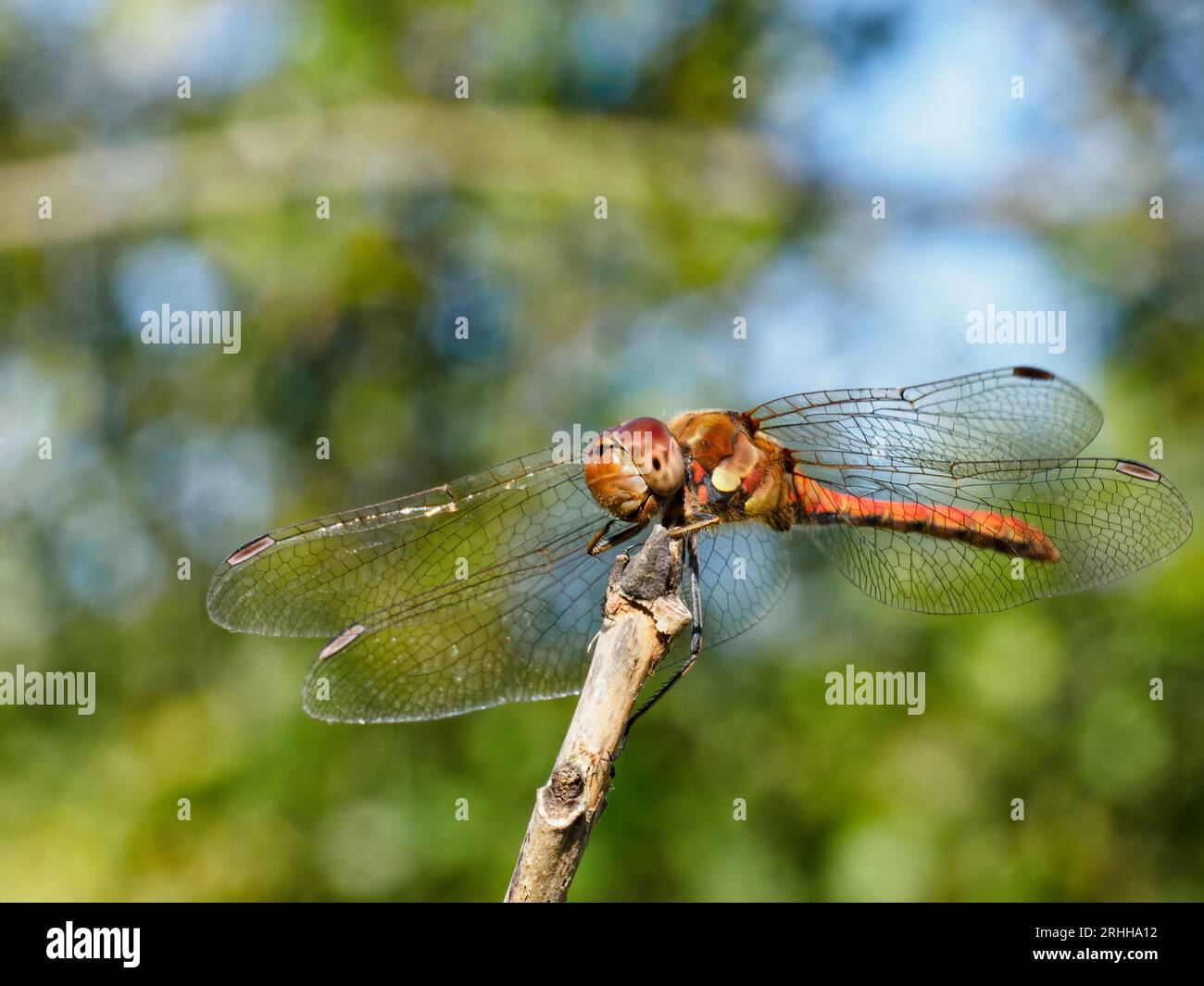 Common darter - Sympetrum striolatum - resting on a twig Stock Photo