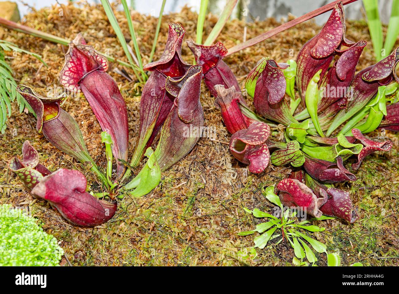 Pitcher plants, dark red, herbaceous perennial, dormant in cold winter