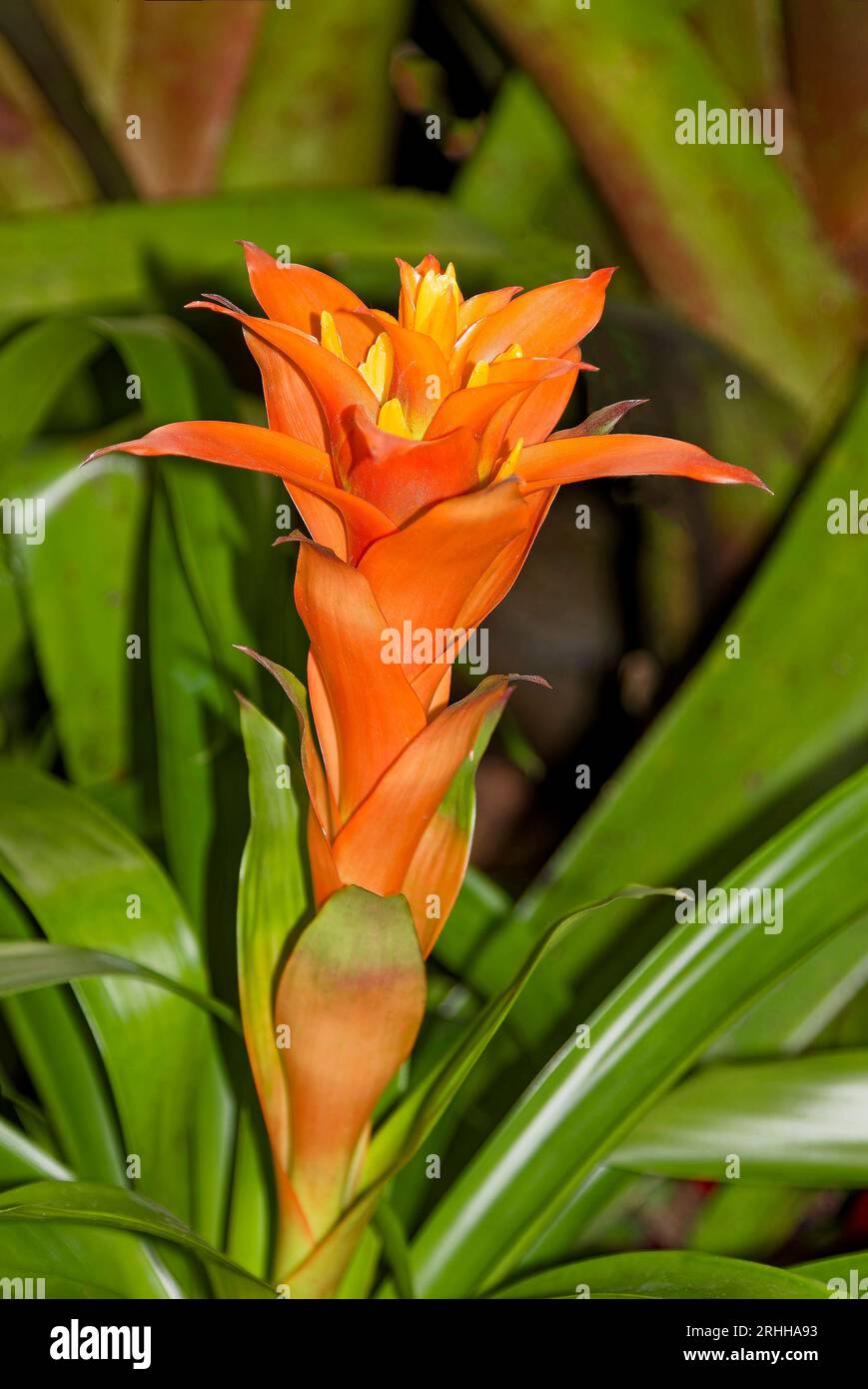 orange bromeliad, long green leaves, monocot flowering plants, nature, Bromeliaceae, tropical, 3700 known species, most bloom only once, produces pups Stock Photo