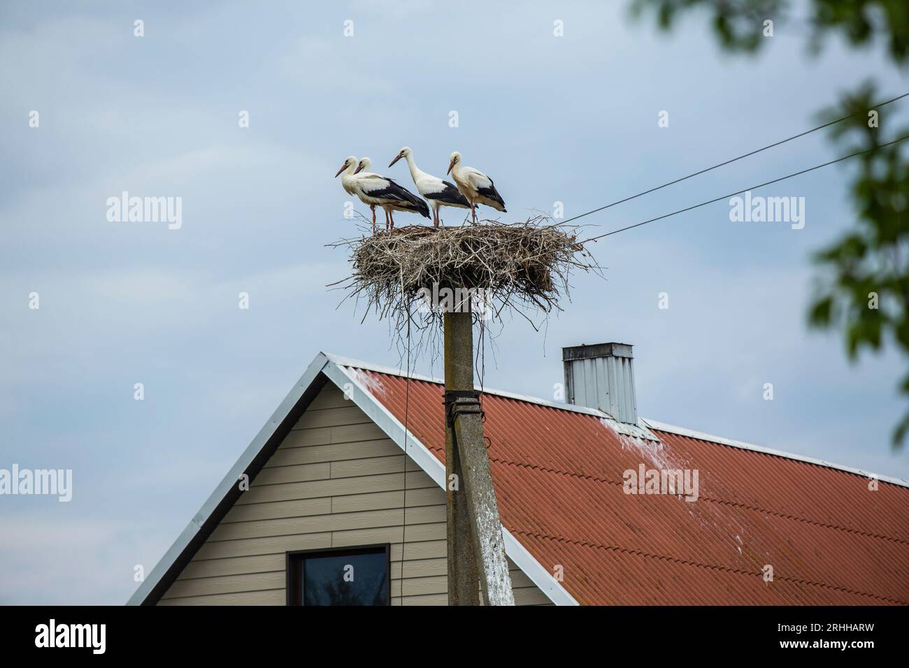 In der malerischen Landschaft Litauens erhebt sich ein alter Strommast gegen den Himmel. Anstatt jedoch lediglich als Übertragungsmittel für Elektrizi Stock Photo