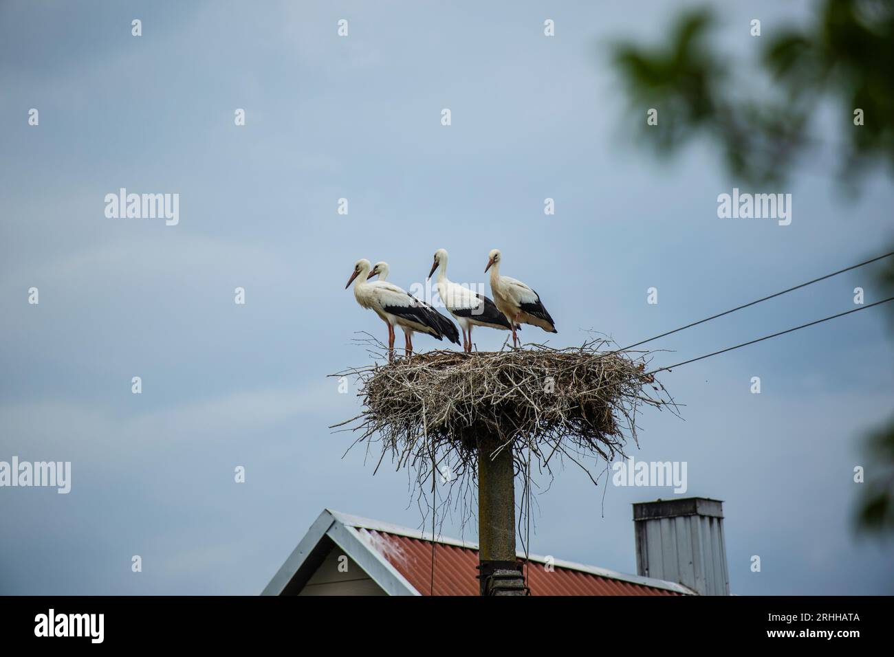 In der malerischen Landschaft Litauens erhebt sich ein alter Strommast gegen den Himmel. Anstatt jedoch lediglich als Übertragungsmittel für Elektrizi Stock Photo