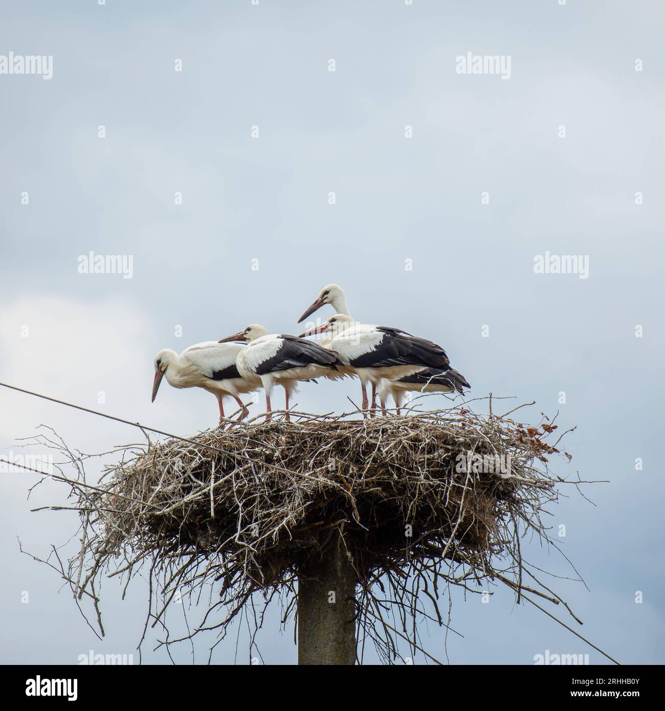 In der malerischen Landschaft Litauens erhebt sich ein alter Strommast gegen den Himmel. Anstatt jedoch lediglich als Übertragungsmittel für Elektrizi Stock Photo