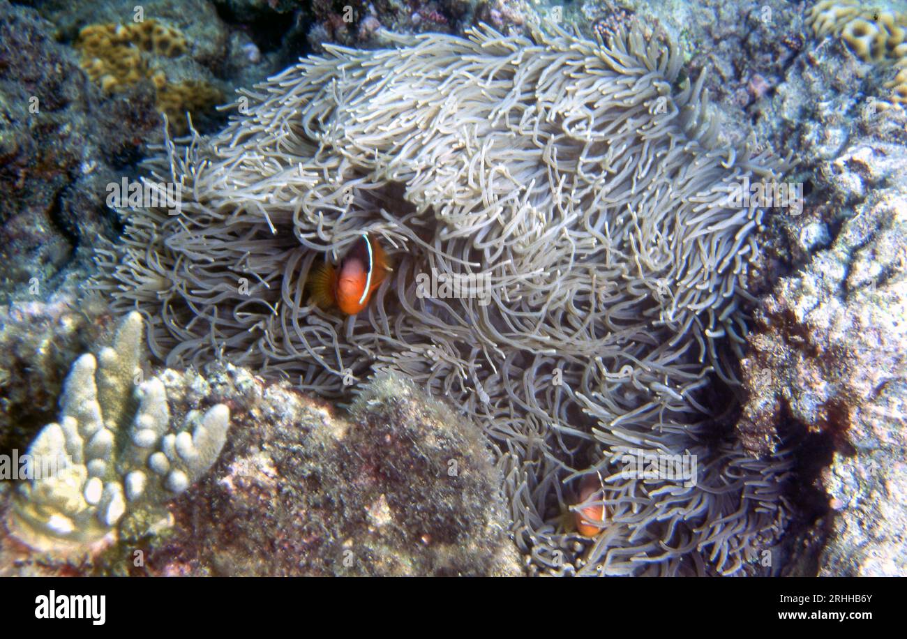 Long tentacle anemone (Heteractis crispa) from Bird's Island, Viti Levu, Fiji. Stock Photo