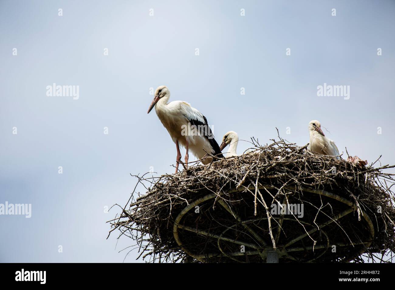 In der malerischen Landschaft Litauens erhebt sich ein alter Strommast gegen den Himmel. Anstatt jedoch lediglich als Übertragungsmittel für Elektrizi Stock Photo