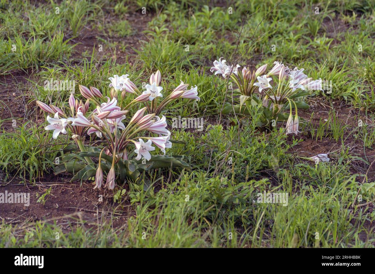 Sand lilly (Crinum buphanoides) from Kruger NP, South Africa. Stock Photo