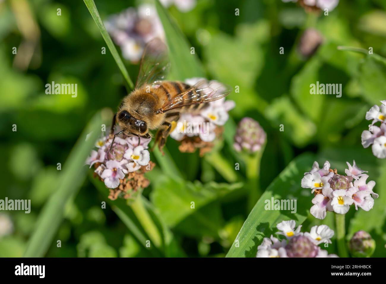 A bee on a flower of Phyla nodiflora, commonly known as the Turkey Tangle Fogfruit, in a green meadow Stock Photo