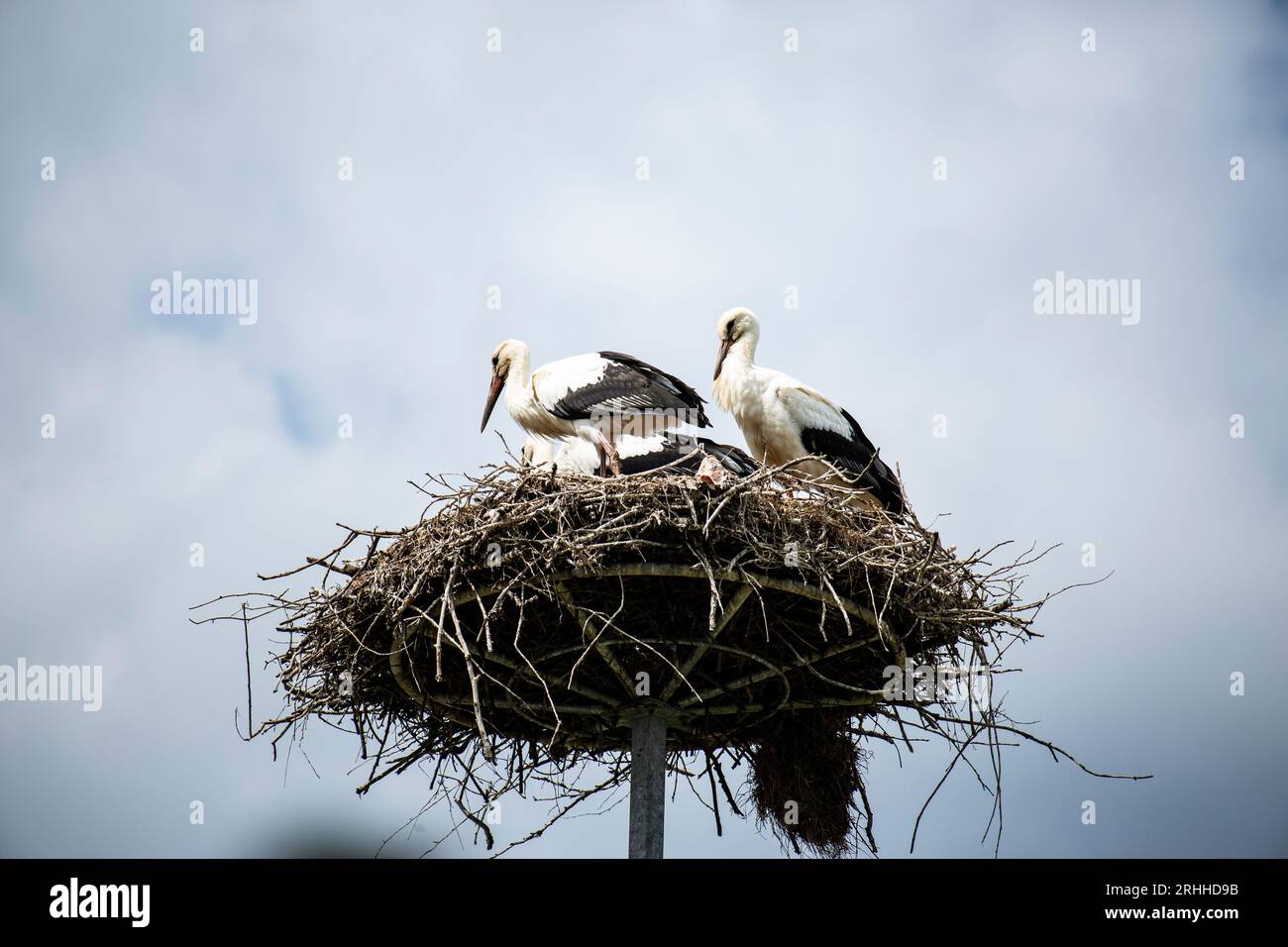 In der malerischen Landschaft Litauens erhebt sich ein alter Strommast gegen den Himmel. Anstatt jedoch lediglich als Übertragungsmittel für Elektrizi Stock Photo