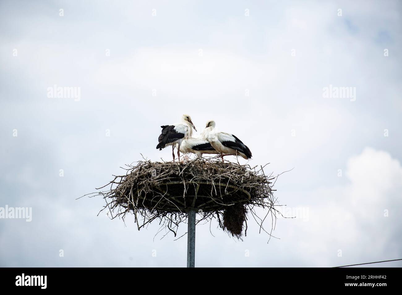 In der malerischen Landschaft Litauens erhebt sich ein alter Strommast gegen den Himmel. Anstatt jedoch lediglich als Übertragungsmittel für Elektrizi Stock Photo