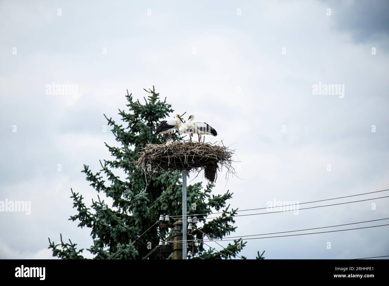 In der malerischen Landschaft Litauens erhebt sich ein alter Strommast gegen den Himmel. Anstatt jedoch lediglich als Übertragungsmittel für Elektrizi Stock Photo