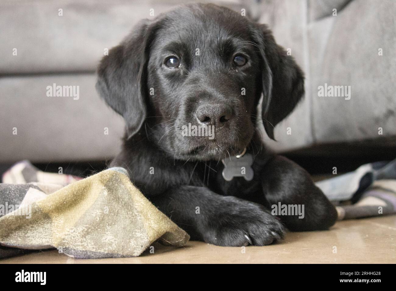 Acht weken oude labrador pup Stock Photo Alamy