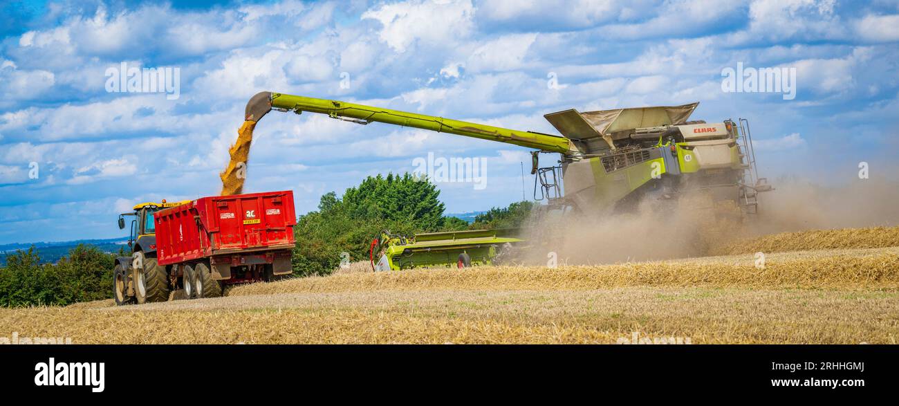 Lincolnshire, UK - A combine harvester gathering the corn on a summer’s day as it transfers to wheat to a waiting tractor and trailer for delivery to the grain store Stock Photo