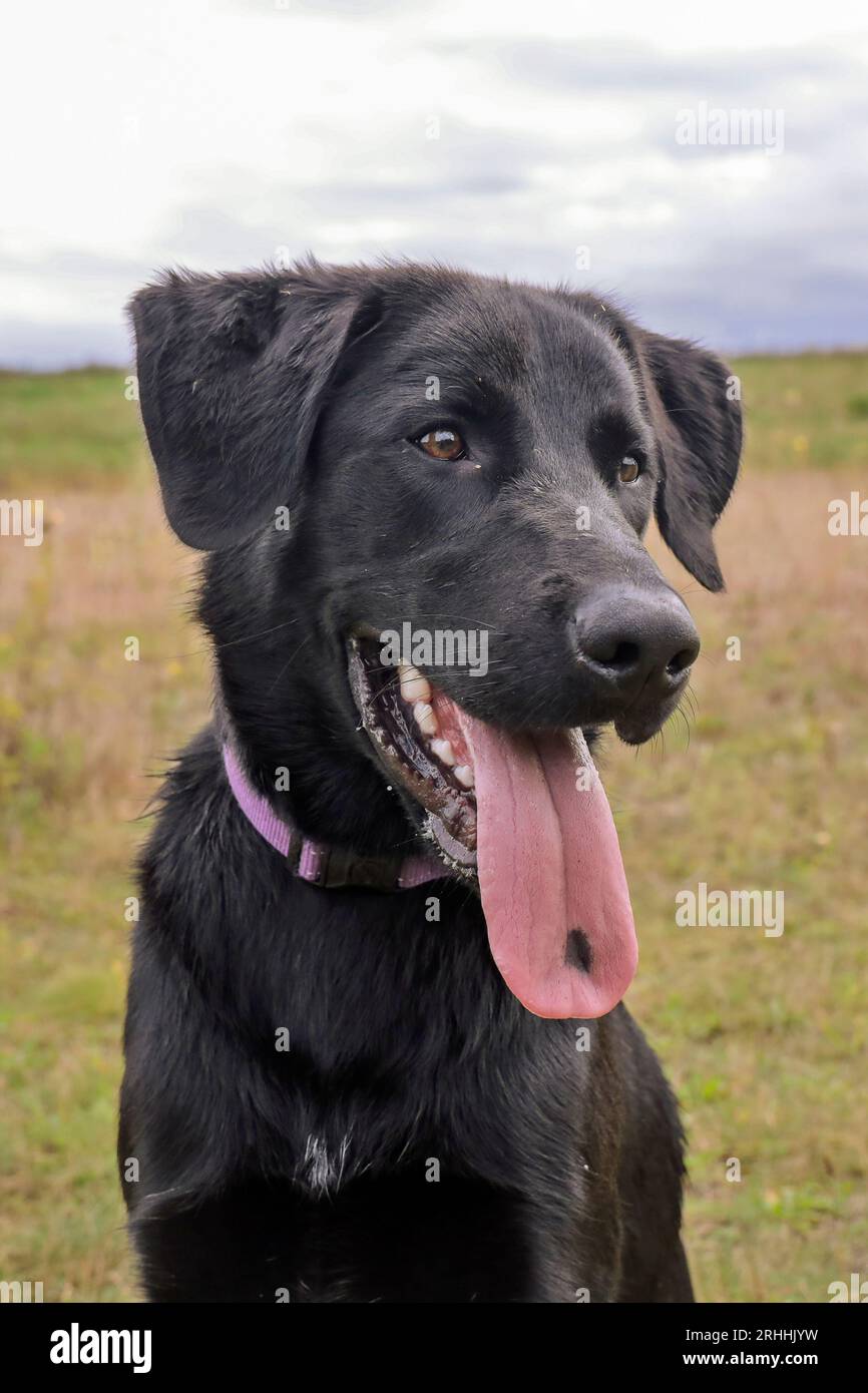 Pup van een herder labrador kruising Stock Photo Alamy