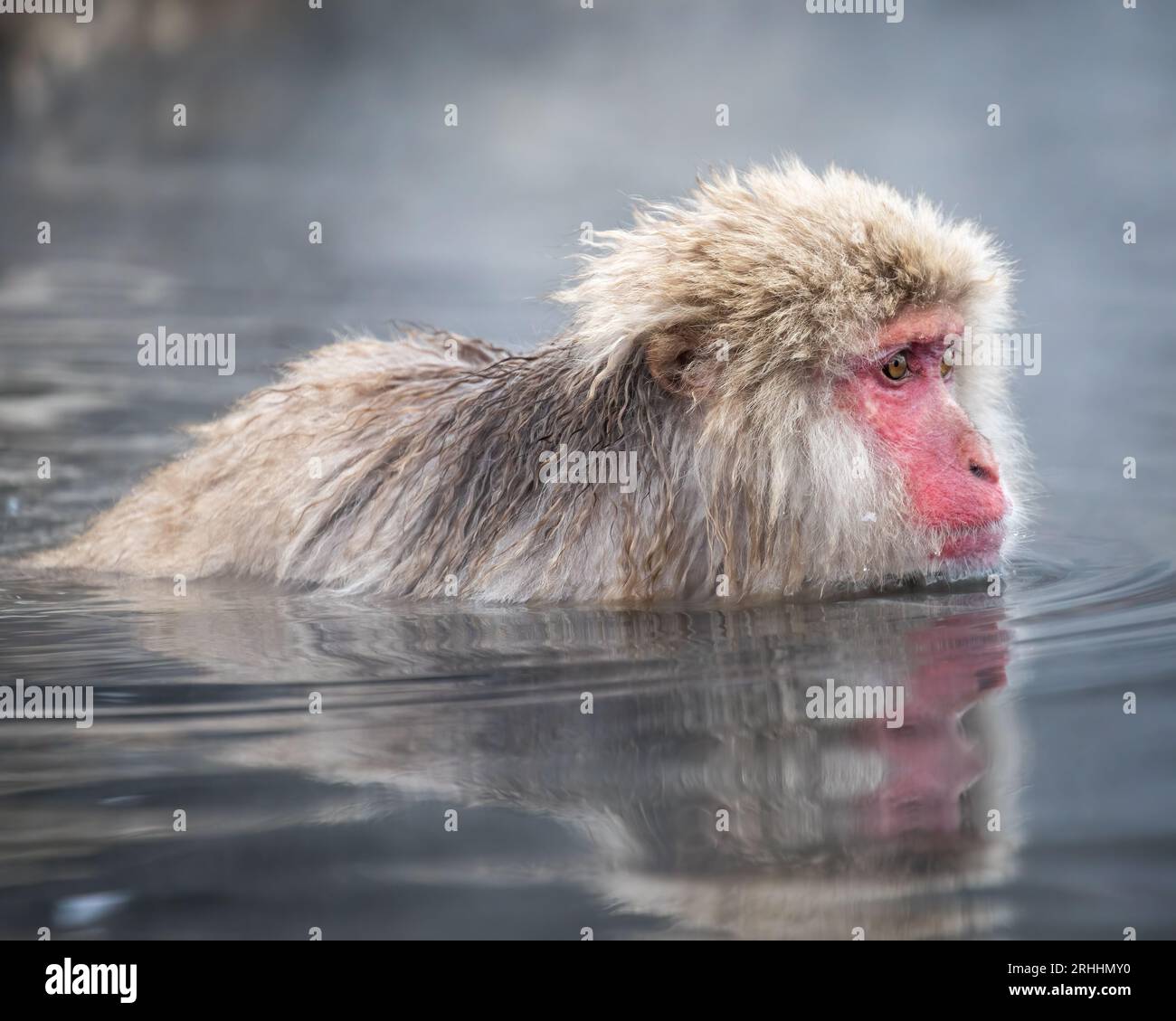 Snow Monkey (Japanese Macaque) swimming, Jigokudani Monkey Park, Yamanouchi, Nagano Prefecture,Japan Stock Photo