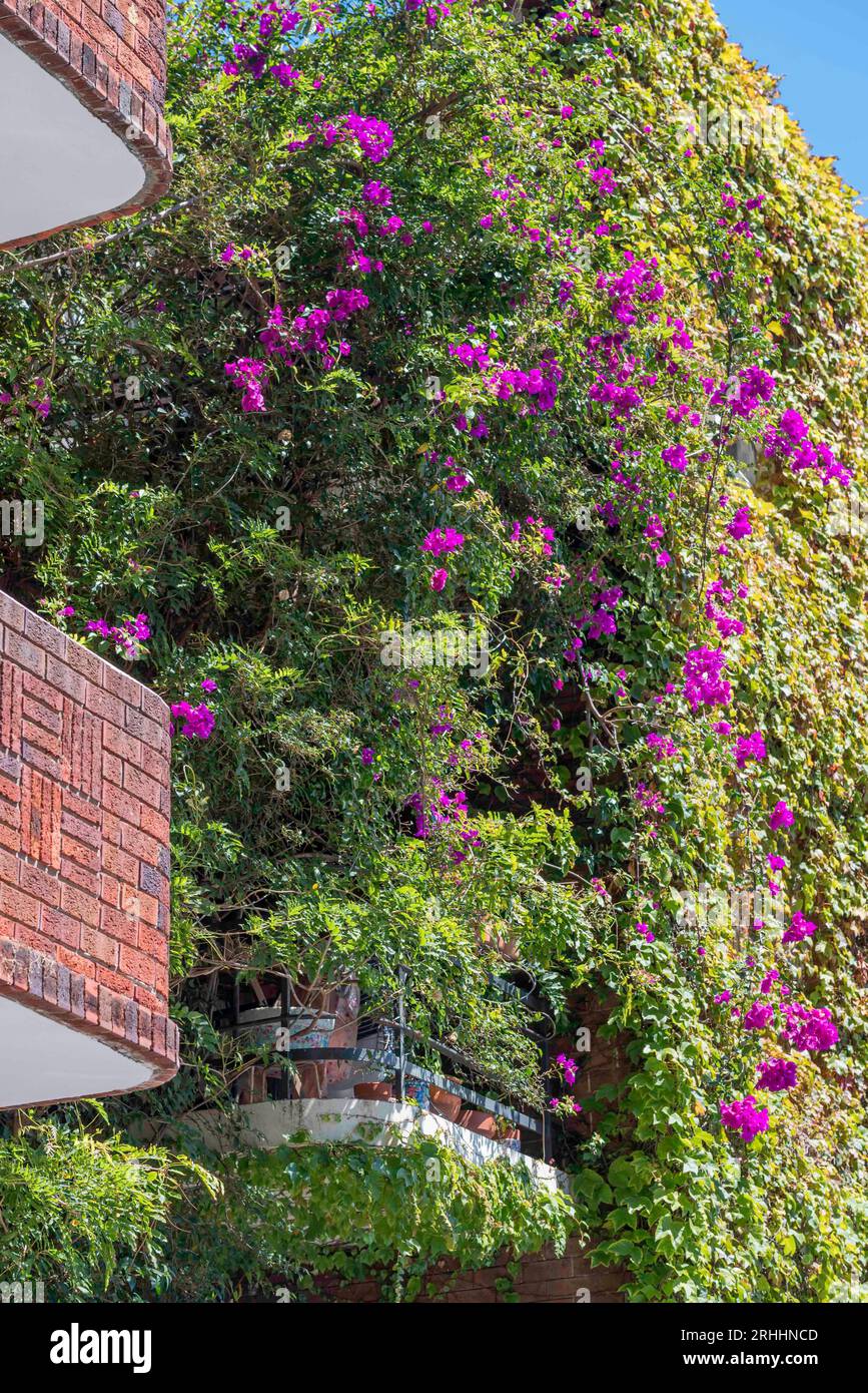 An apartment and balcony almost completely overgrown by a Bougainvillea creeper or climbing plant in Elizabeth Bay, Sydney, Australia Stock Photo