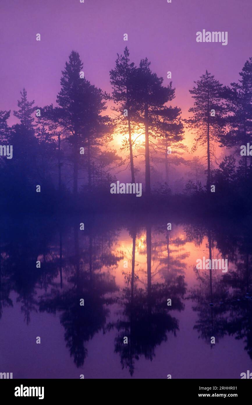 Misty pine forest golden hour hi-res stock photography and images - Alamy