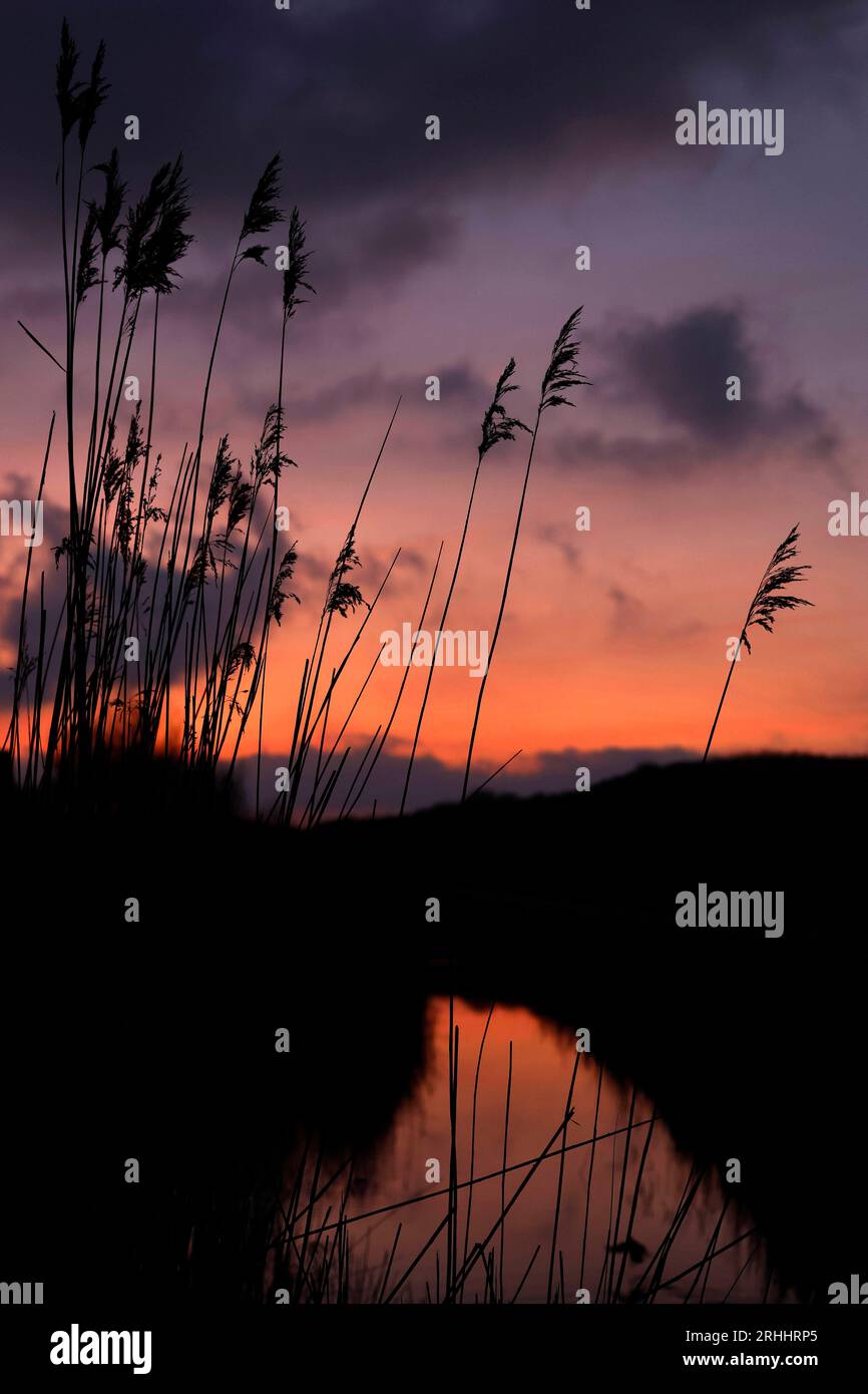 Teich strand hires stock photography and images Alamy