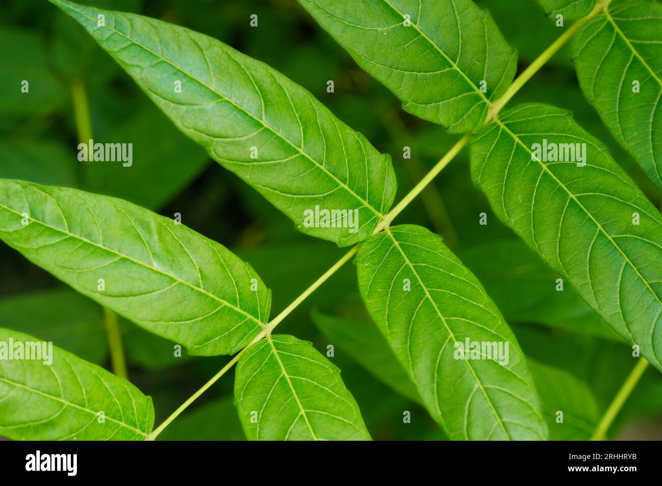 Chinasumac Ailanthus altissima tree branch Stock Photo Alamy