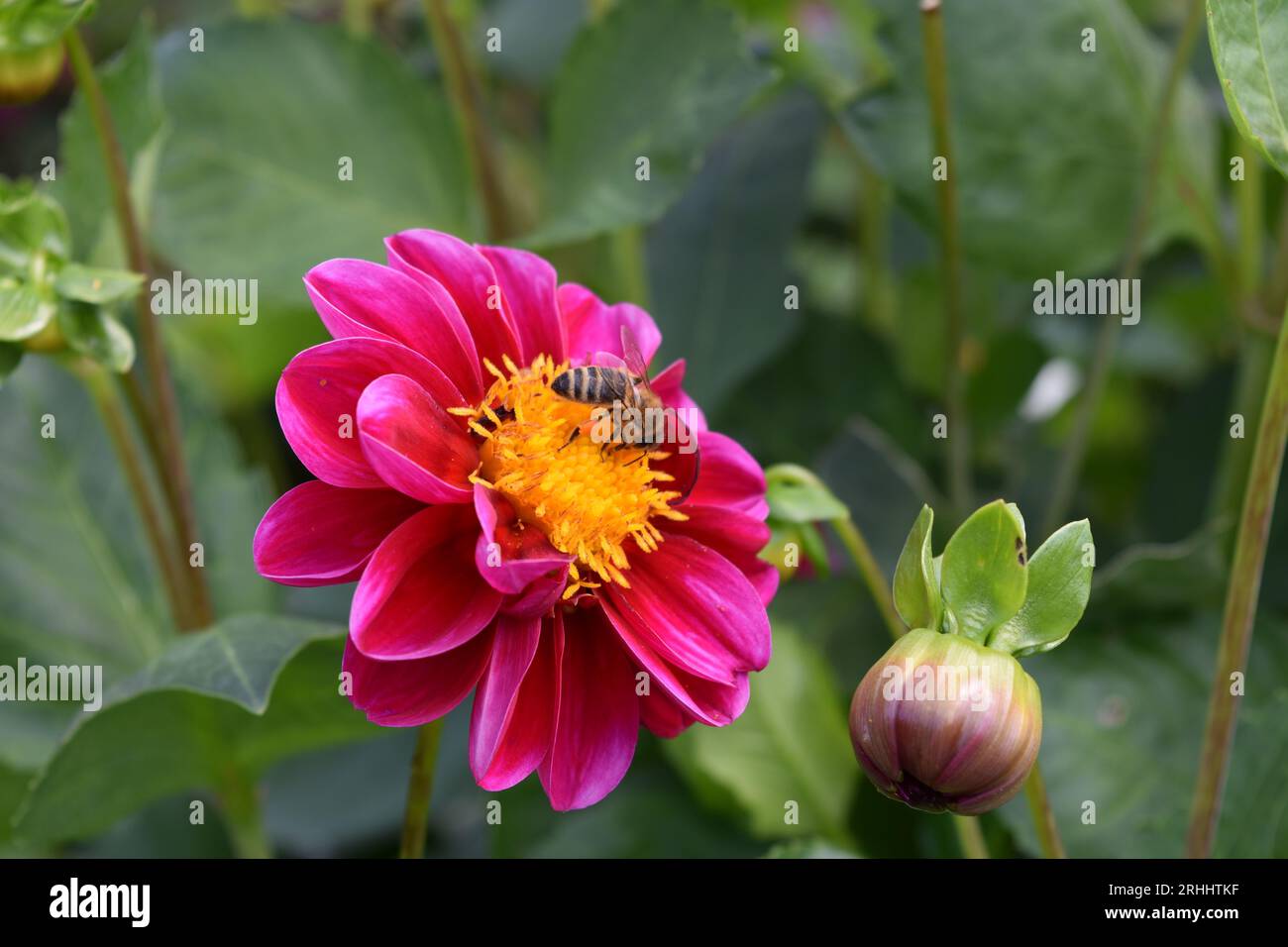 Dahlias structure hi-res stock photography and images - Alamy