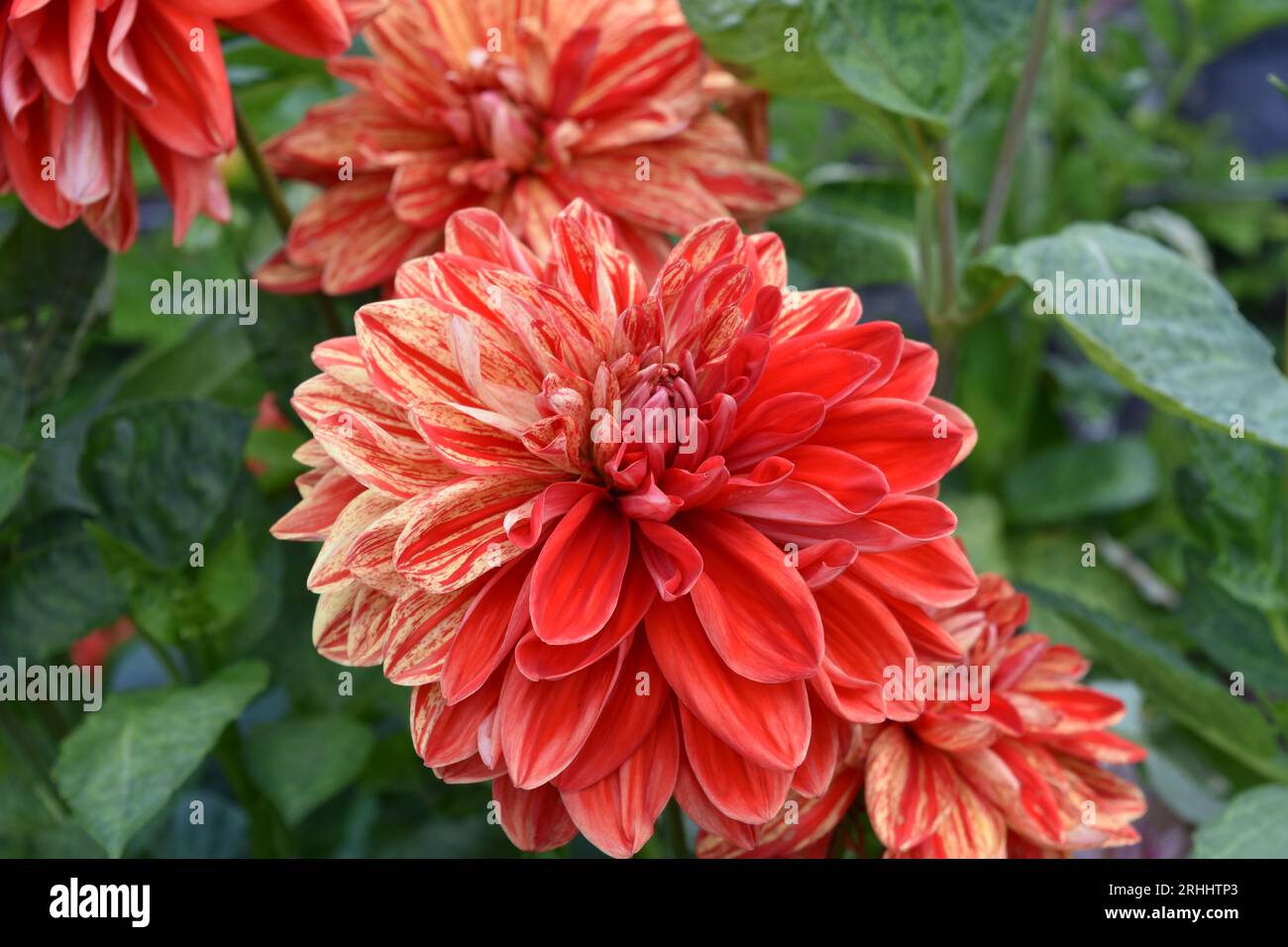 Seasonal uk dahlias hi-res stock photography and images - Alamy