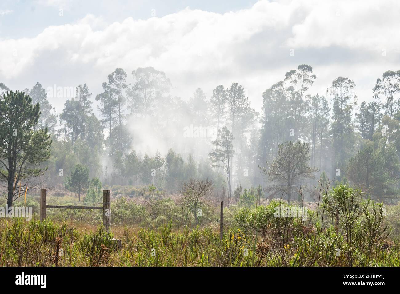 Forest fire in an Eucalyptus plantation - Sao Francisco de Paula, South of Brazil Stock Photo