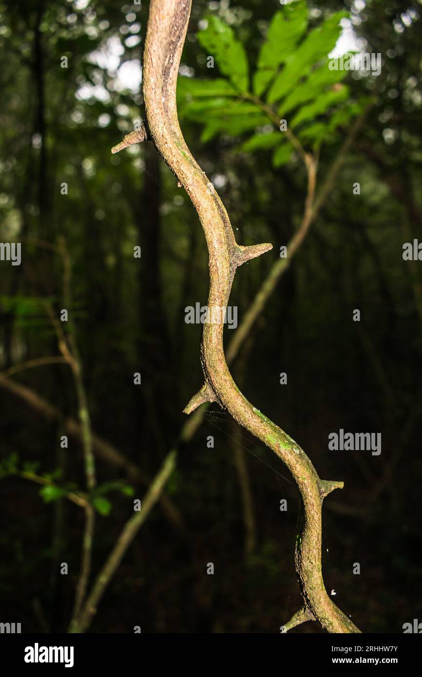 Close up of a thorny liana (woody vine) in the Atlantic forest - Sao Francisco de Paula, South of Brazil Stock Photo